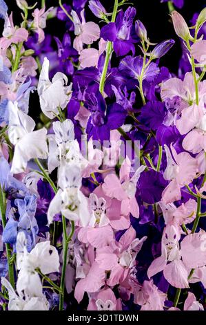 Blooming multicolored delphinium on a black background Stock Photo
