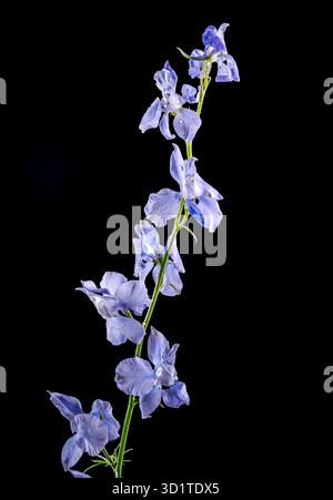 Blooming blue delphinium on a black background Stock Photo