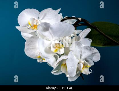 Blooming white orchid on a blue background Stock Photo