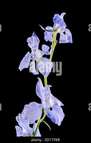 Blooming blue delphinium on a black background Stock Photo