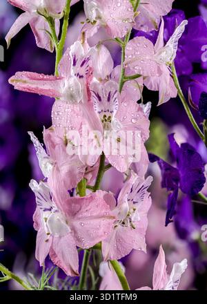 Blooming multicolored delphinium on a black background Stock Photo