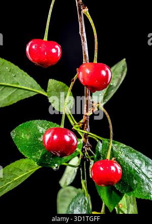 Wild cherry on a black background Stock Photo