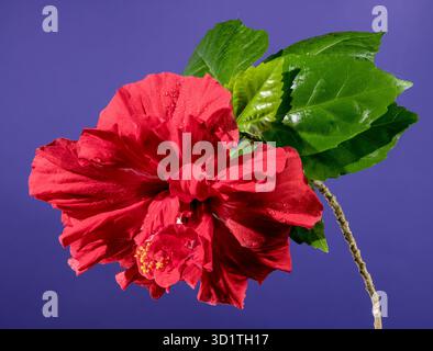 Double red hibiscus on a purple background Stock Photo