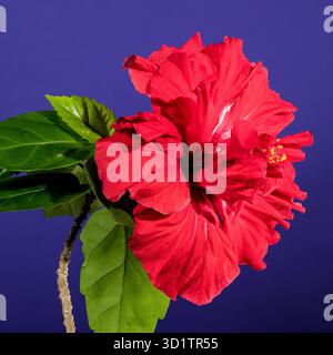 Double red hibiscus on a purple background Stock Photo