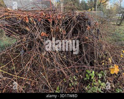 An unkempt vineyard. The vine is not pruned, part of it lies on the ground. The vineyard in late October, before pruning, withered leaves. Stock Photo