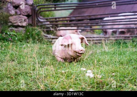 happy piglet, smiling cute pig portrait at free range organic pig farm. Stock Photo
