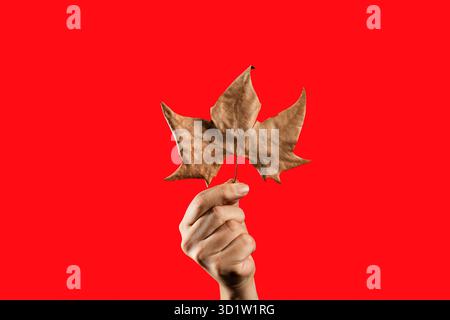 A Caucasian man's hand holds a single dry, brown autumn maple leaf, isolated against a vibrant solid red studio background with copy space. Stock Photo