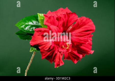 Double red hibiscus on a green background Stock Photo