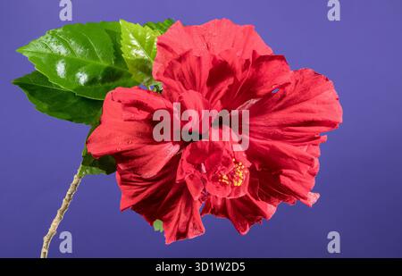 Double red hibiscus on a purple background Stock Photo