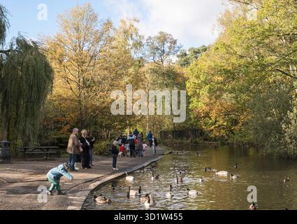 People feeding ducks on the lake in Bramall Park with a background of autumn colours, England, UK Stock Photo
