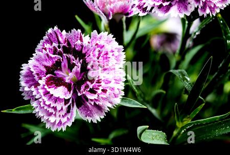 Blooming pink Carnation Dia Deur Sissy on a black background Stock Photo