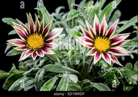 Blooming white Gazania on a black background Stock Photo