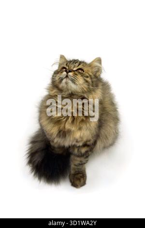 Young cat, kitten (British Longhair) looking up on a white background Stock Photo