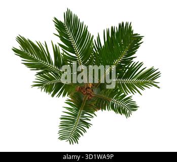 Tropical leaf palm tree ( sago palm ) on a white background. Top view, flat lay Stock Photo