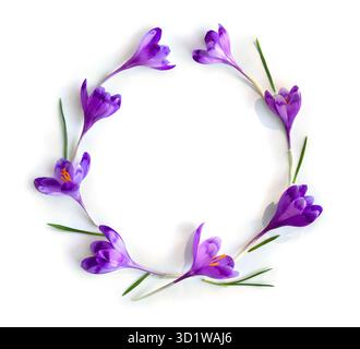 Frame of violet crocuses on a white background with space for text. Spring flowers. Top view, flat lay Stock Photo