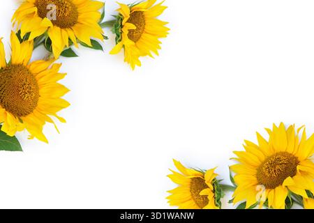 Minimalistic composition with three bright yellow sunflower blooms on a clean white background. Top view, flat lay style with copy space for text, per Stock Photo