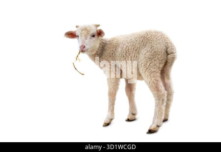 White small lamb with straw ( Ovis aries ) on a white background Stock Photo