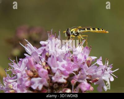 Long hoverfly (Sphaerophoria scripta) female nectaring from a Wild marjoram (Origanum vulgare) flowerhead in a chalk grassland meadow, Wiltshire, UK, Stock Photo