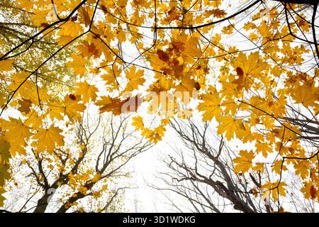 Branchs of with yellow golden leaves maple against sun light in autumn in forest. View from below Stock Photo
