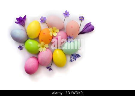 Easter decoration. Easter eggs and blue flowers hepatica, violet crocuses, yellow primula on a white background with space for text. Top view, flat la Stock Photo