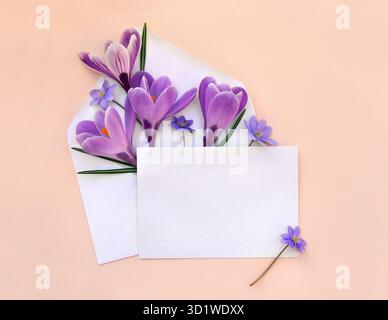 Beautiful spring snowdrops flowers violet crocuses and blue flowers hepatica in postal envelope and blank sheet with space for text on a coral paper Stock Photo
