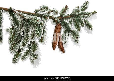 Branches with cones of Christmas tree ( spruce ) covered of hoarfrost and snow in winter on a white background with space for text Stock Photo