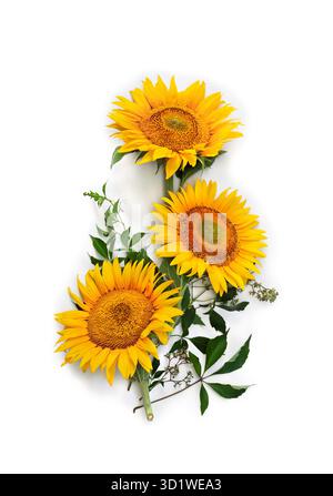 Flowers sunflower ( Helianthus annuus ) with leaves on white background with space for text. Top view, flat lay Stock Photo