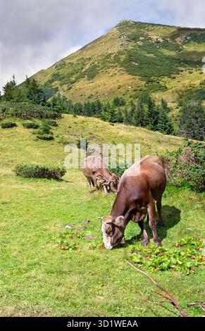 Cows with bells graze in the mountains on pasture near the forest in summer Stock Photo