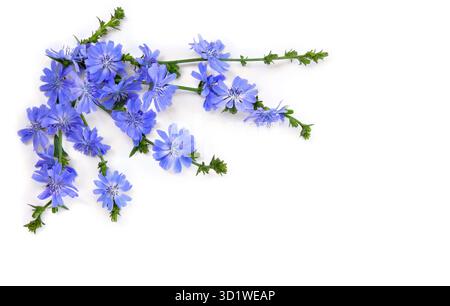 Blue flowers chicory ( Cichorium intybus ) on white background with space for text. Top view, flat lay Stock Photo