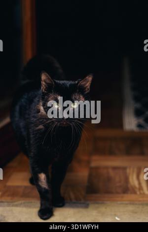 Close-up of a rescued black cat with scars walking indoors, looking directly at the camera. Stock Photo