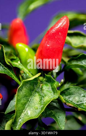 Red Chili Peppers on a blue background Stock Photo