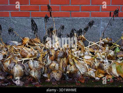 A close-up of withered hosta plants leaning against a brick and stone wall, their once-green leaves now brown and curled with the change of seasons. T Stock Photo