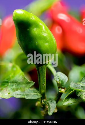Red Chili Peppers on a blue background Stock Photo