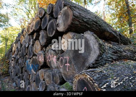 Close up of a stack or pile of felled logs in a German forest; trees cut for lumber and wood Stock Photo