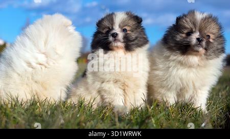 Little puppies. Pomeranian puppies playing outdoor Pomeranian spitz-dog Stock Photo
