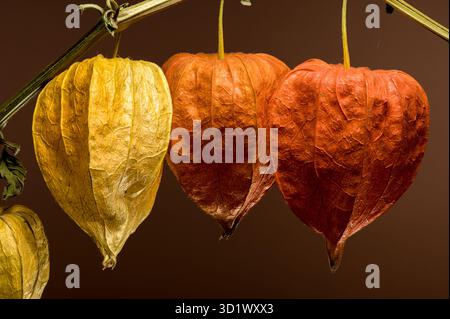 Physalis on a brown background Stock Photo