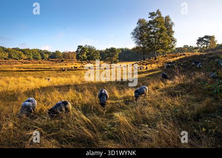 Sheep in the Westruper Heide in autumn, Haltern am See, Ruhr area, Germany, Europe Stock Photo