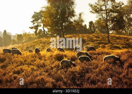 Sheep in the Westruper Heide in autumn, Haltern am See, Ruhr area, Germany, Europe Stock Photo