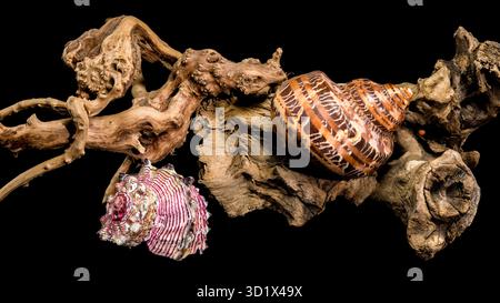 Colorful Seashell Display on Driftwood Display black background Stock Photo