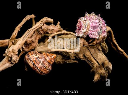 Colorful Seashell Display on Driftwood Display black background Stock Photo