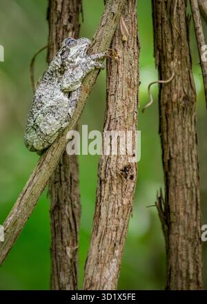 A well-camouflaged gray tree frog clings to the rough bark of a tree branch, blending seamlessly into its natural forest surroundings. Stock Photo