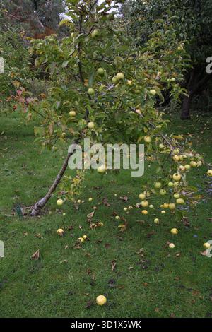 Golden Delicious Apples fallen from the Tree on the Ground in a Garden Surrey England Stock Photo
