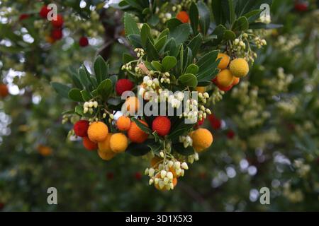 Close Up of a Branch of A Strawberry Tree with Blossoms and Ripe and Unripe Fruit Surrey England Stock Photo