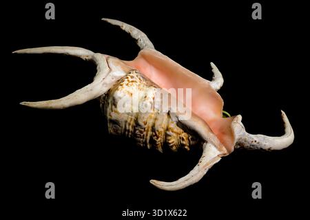Spider Conch Shell on Black background Stock Photo