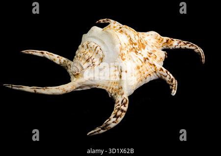 Spider Conch Shell on Black background Stock Photo