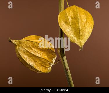 Physalis on a brown background Stock Photo