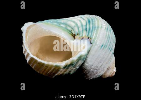 Green-Striped Marine Shell Turbo imperialis Stock Photo