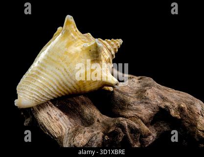 Strombus pugilis Shell on Driftwood with Black Background Stock Photo