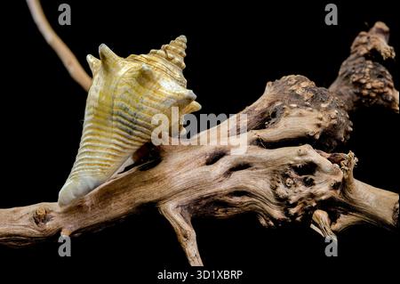 Strombus pugilis Shell on Driftwood with Black Background Stock Photo