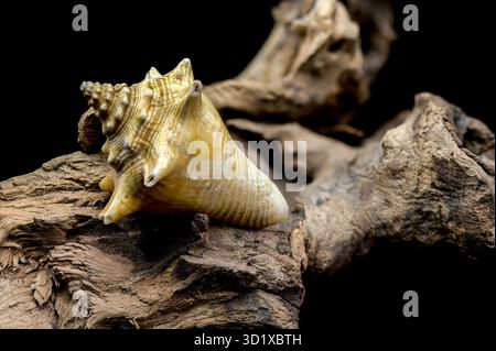 Strombus pugilis Shell on Driftwood with Black Background Stock Photo